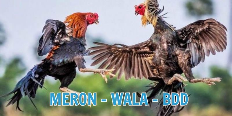 Cách đọc hiểu các kèo cược đá gà Casino Jun88